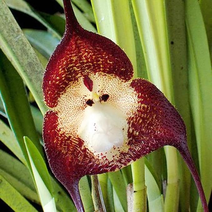 Monkey Face Orchid Seeds - Dracula Simia Perennial Non-GMO Fragrant Indoor Plant, 10 Pcs