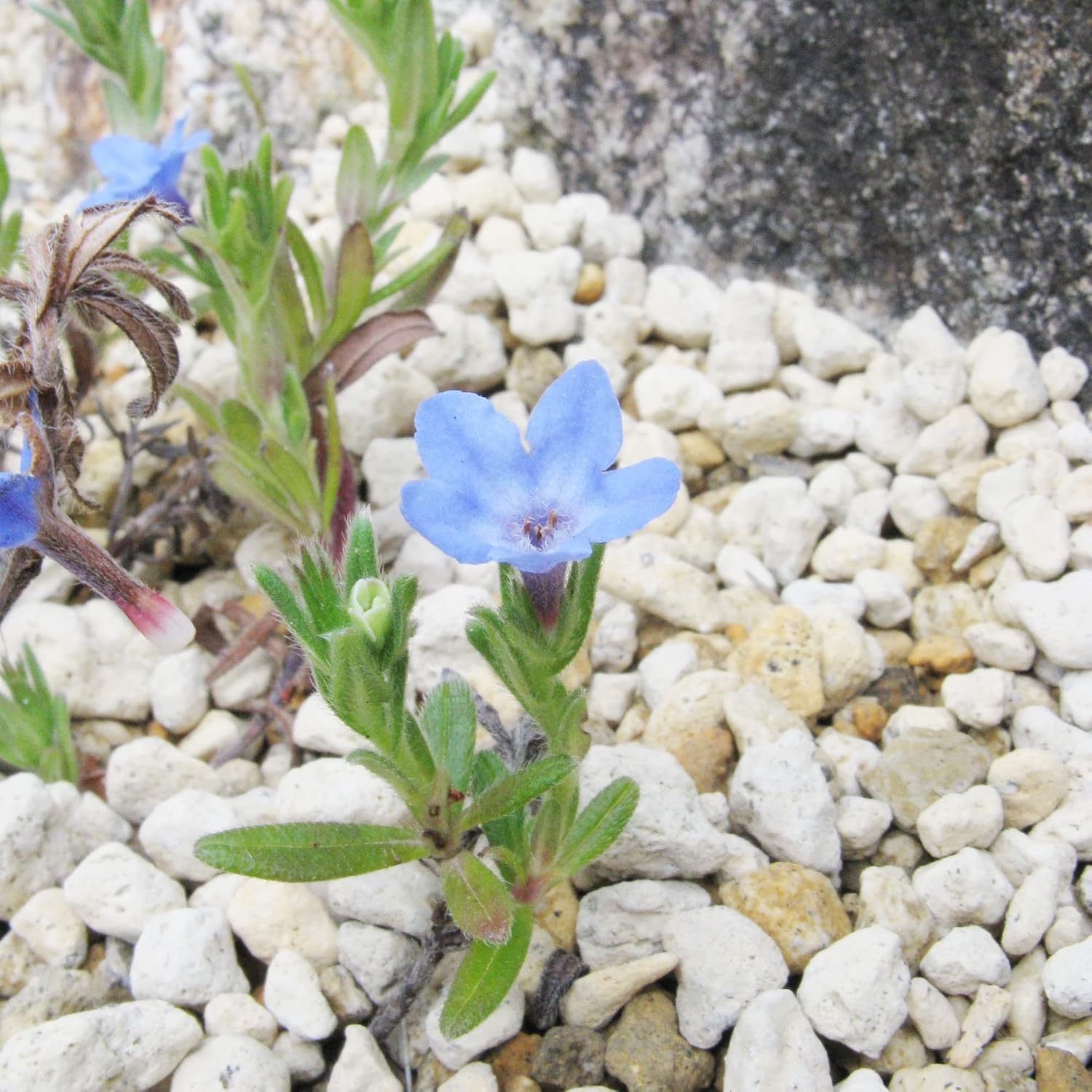 Glandora Diffusa Seeds - Perennial Hardy Ground Cover for Pathways, Rock Gardens & Containers, Attracts Butterflies, Low Maintenance, 200 Pcs