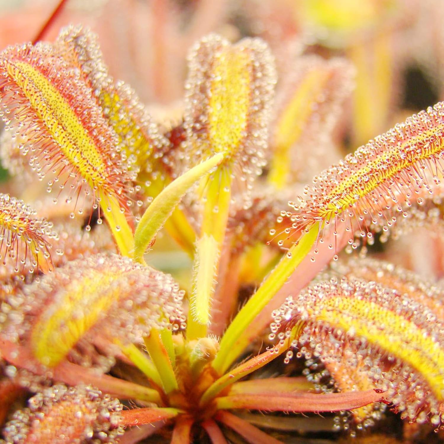 Sundew Seeds Drosera Carnivorous Plants, Unique Insect-Capturing Method, Ornamental Indoor & Outdoor Plants - 30Pcs