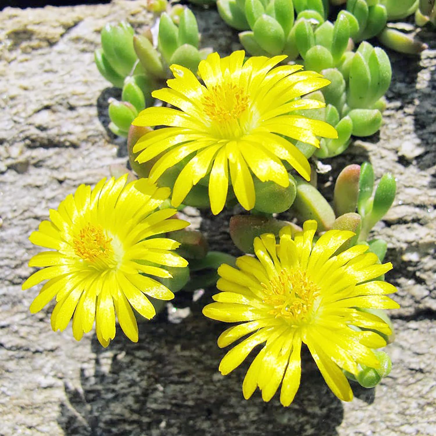 Yellow Ice Plant Seeds | Evergreen Ornamental & Edible | Attracts Butterflies | Drought Tolerant Ground Cover for Rock Gardens | 100Pcs