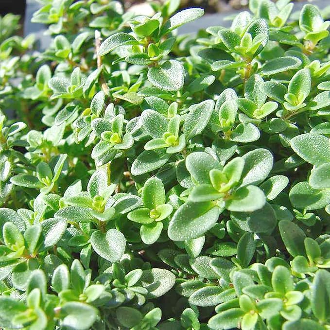 Lemon Thyme Seeds (Thymus Citriodorus) - Fragrant, Evergreen, Deer & Rabbit Resistant, Drought Tolerant, Culinary & Ornamental Ground Cover for Patio, Container, Indoor & Outdoor - 1000 Pcs