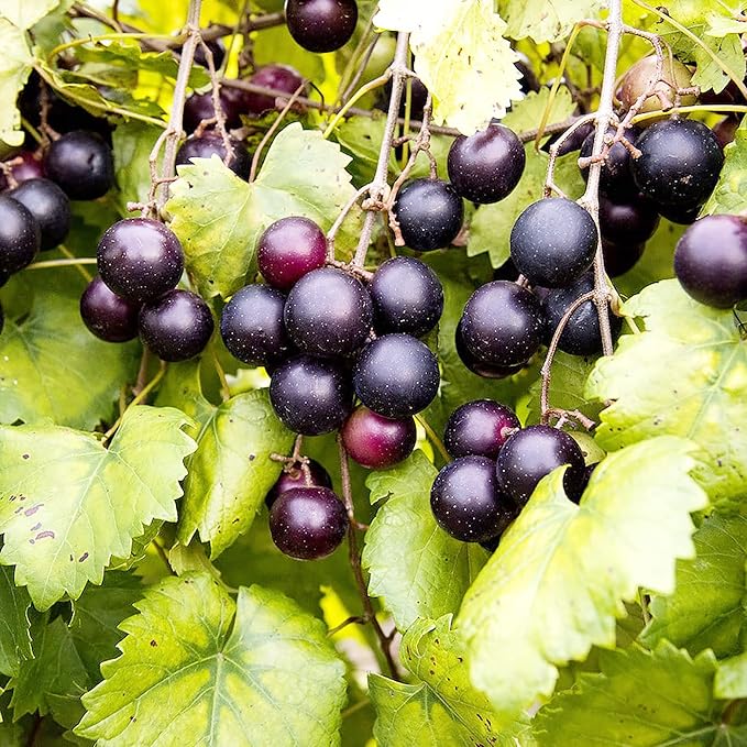 Muscadine Grape Seeds - Climbing Vine Perennial, Fast Growing, Sweet & Tasty, Rich in Vitamins for Arbors, Pergolas, Trellises | 20Pcs Fruit Seeds