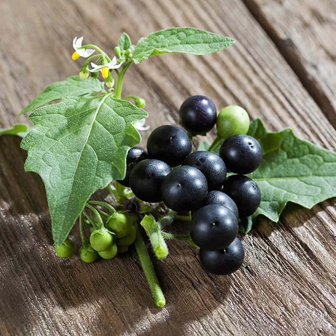 Graines de morelle noire - Solanum Nigrum Herbe comestible, peu d'entretien, annuelle/vivace pour terrasse et jardin