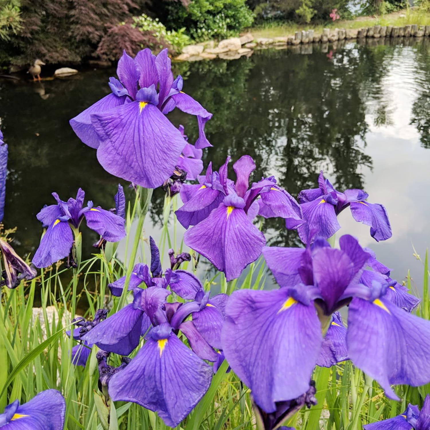 Graines d'iris japonais - Iris Ensata, fleurs magnifiques et complexes, attirent les pollinisateurs, parfaites pour les jardins aquatiques, les bords d'étang et les bordures vivaces, 20 pièces