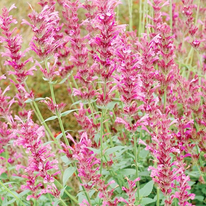 Hummingbird Mint Seeds - Agastache Heather Queen, Fragrant & Deer Resistant, Attracts Hummingbirds, Low Maintenance for Rock Garden & Border - 60 Pcs