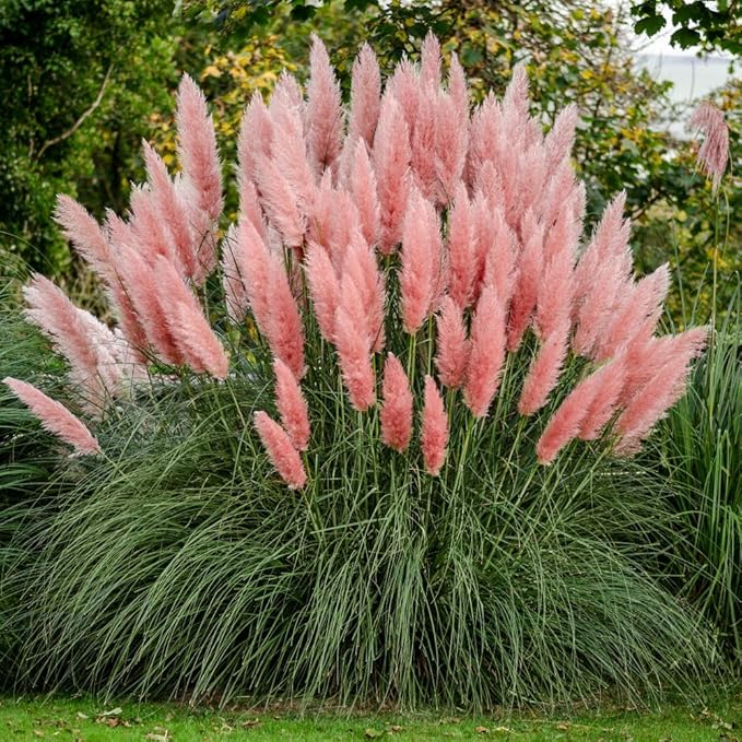 Pink Pampas Grass Seeds - Organic Non-GMO Ornamental Tall Feathery Blooms for Lawn & Garden - 100 Pcs