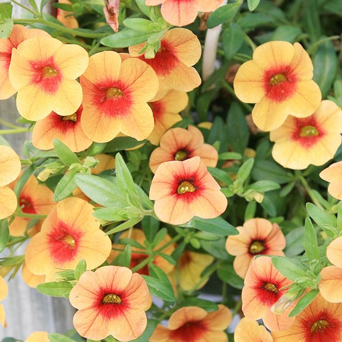 Calibrachoa Flower Seeds for Planting - Million Bells Herbaceous Perennial, Attracts Butterflies