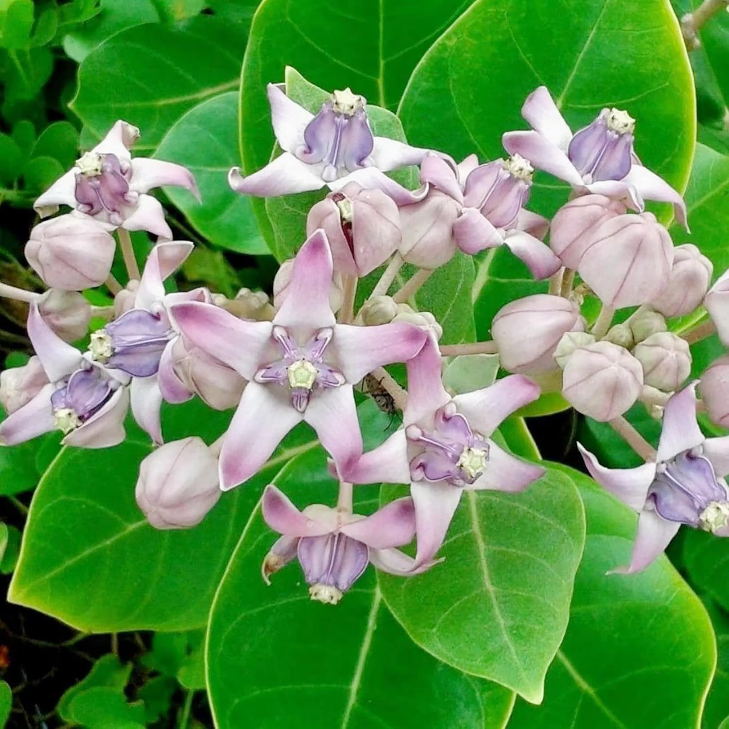 Riesen-Seidenpflanze, Samen Calotropis Gigantea, mehrjährig, breitblättrig, immergrün, trockenheitsresistent, zieht Schmetterlinge an, pflegeleicht, Heckenrand für den Außenbereich, 5 Stück 