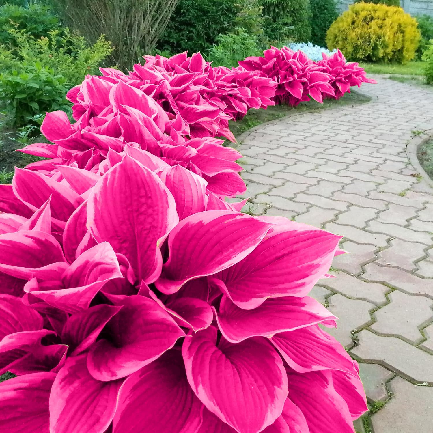 Pink Hosta Seeds - Perennial Bonsai for Indoor & Outdoor Gardens, Pollinator-Friendly