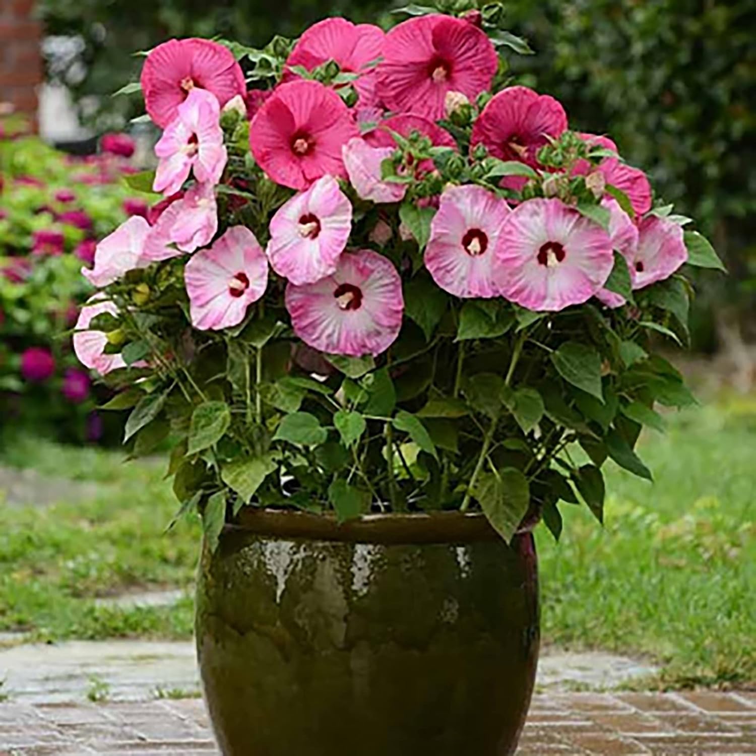 Garten, 100 Stück Riesen-Hibiskussamen | Teller-Hibiskus | Moscheutos-Sumpfmalve | Mehrjährige winterharte Zierpflanze | Blumensamen für draußen