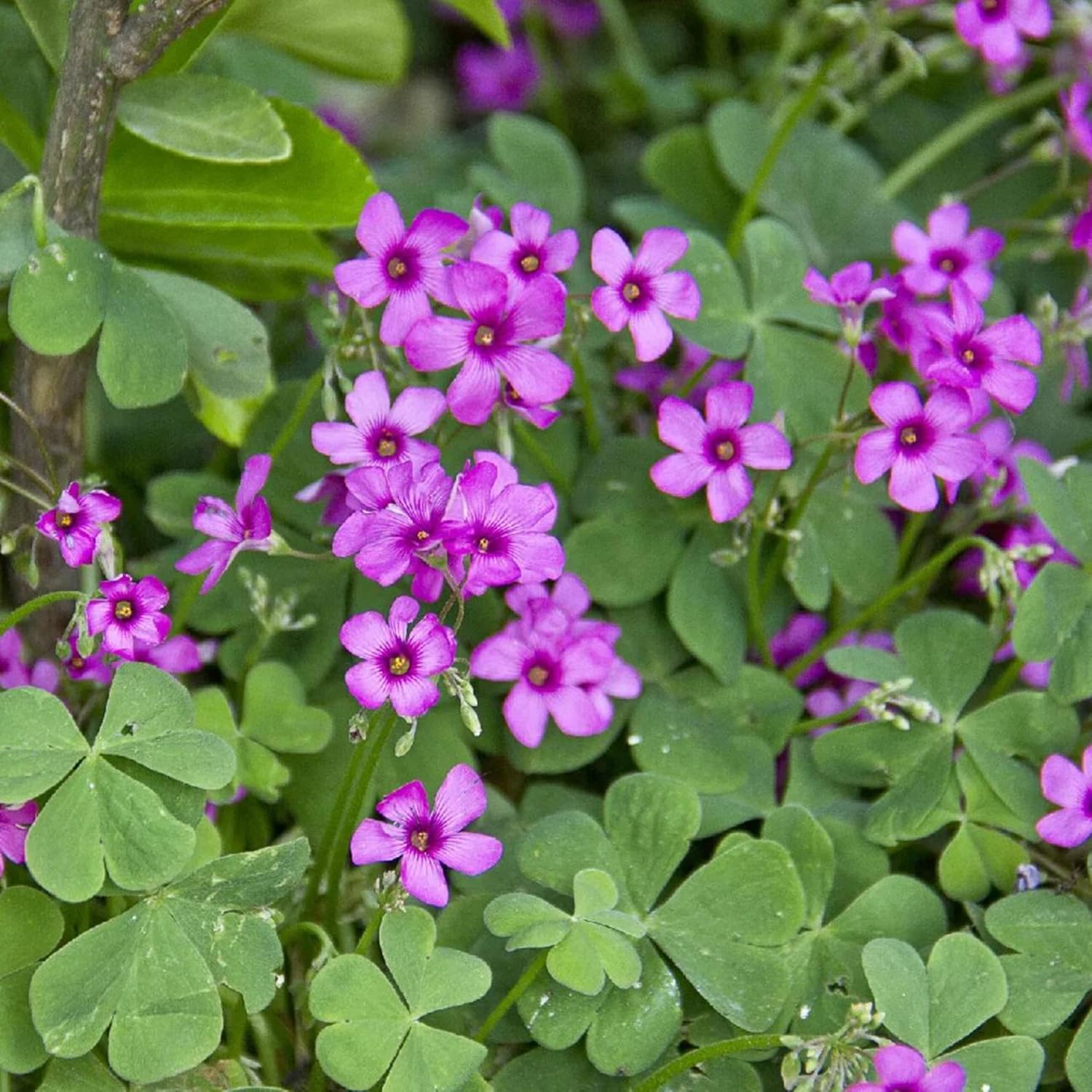 Pink Wood-Sorrel Seeds - Oxalis Debilis, Low-Growing Perennial Herbaceous Ornamental for Pollinator Gardens, Outdoor Flower Beds - 200 Pcs