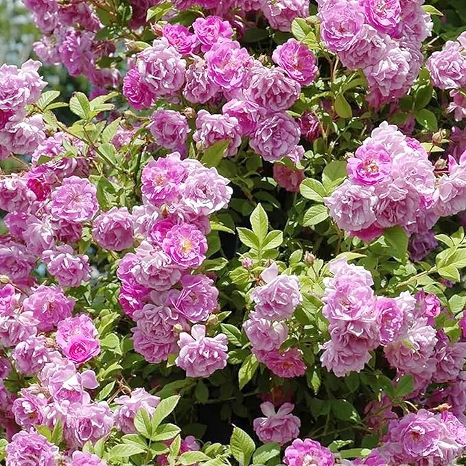 Purple Climbing Rose Seeds - Fragrant Blooms for Cutting, Floral Arrangements & Pollinator Attraction - Vertical Garden Accents for Trellises, Arbors & Fences - 5pcs