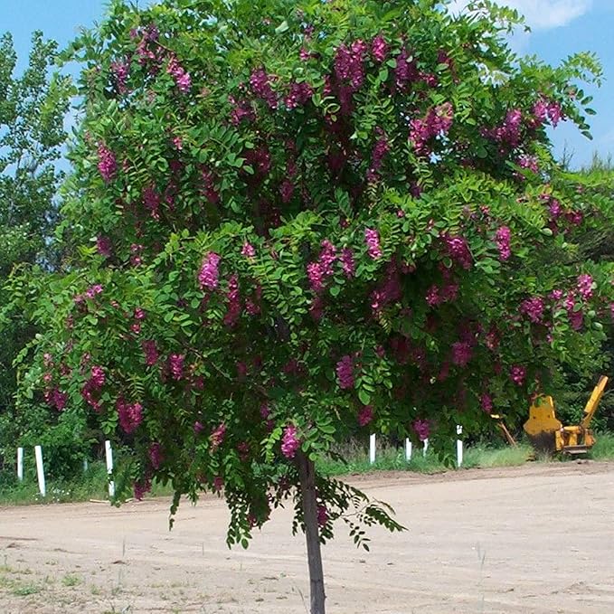 Purple Black Locust Seeds - Deciduous Ornamental Tree with Fragrant Flowers, Drought Tolerant, Attracts Pollinators - 100 Pcs