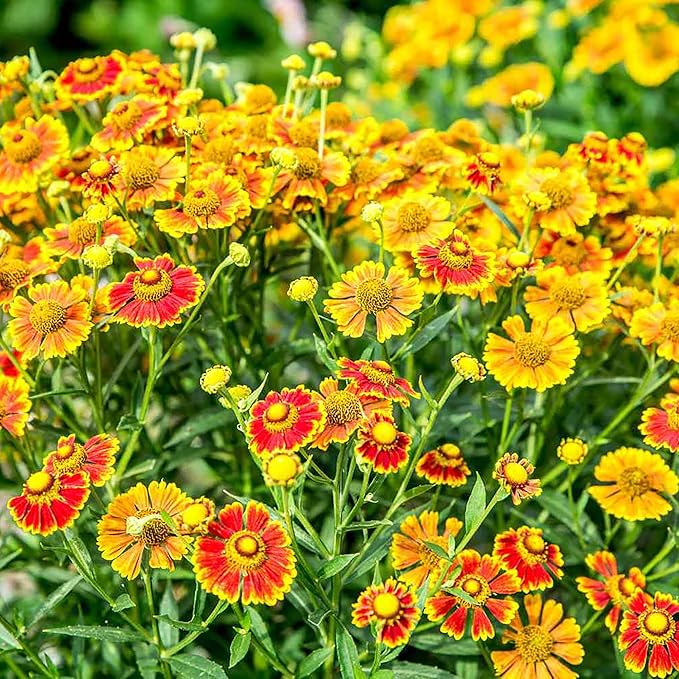 Sneezeweed Seeds - Helen's Flower (Helenium Autumnale), Ornamental, Attracts Butterflies & Pollinators