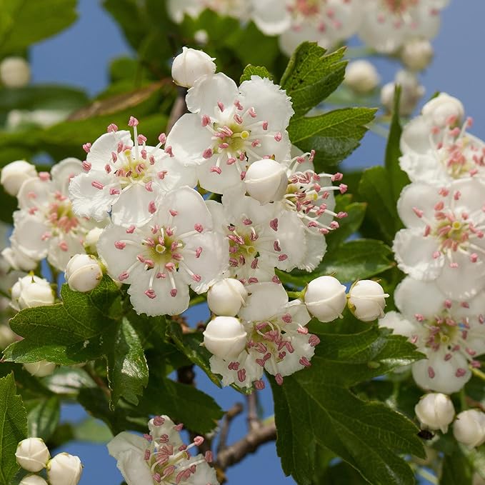 Englischer Weißdorn Samen - Gewöhnlicher Weißdorn Laubbaum oder Strauch, Zierpflanze und essbare Früchte für den Garten