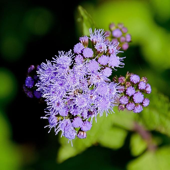 Blue Mistflower Seeds - Hardy Ageratum Conoclinium Coelestinum, Upright Perennial | 100Pcs Flower Seeds