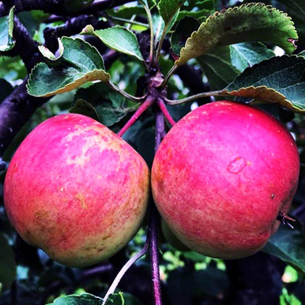 Pink Lady (Cripps Pink) Apple Seeds for Planting – Sweet-Tart & Crisp Apple Trees