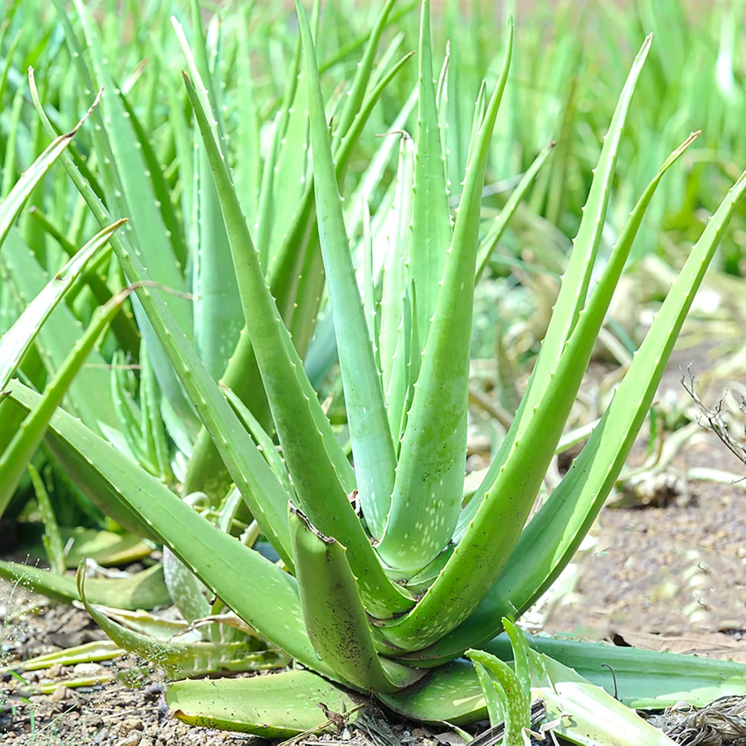 Aloe Vera Seeds - Perennial, Deer Resistant, Low Maintenance, Attracts Pollinators, Ground Covers & Decorative Containers - 100Pcs