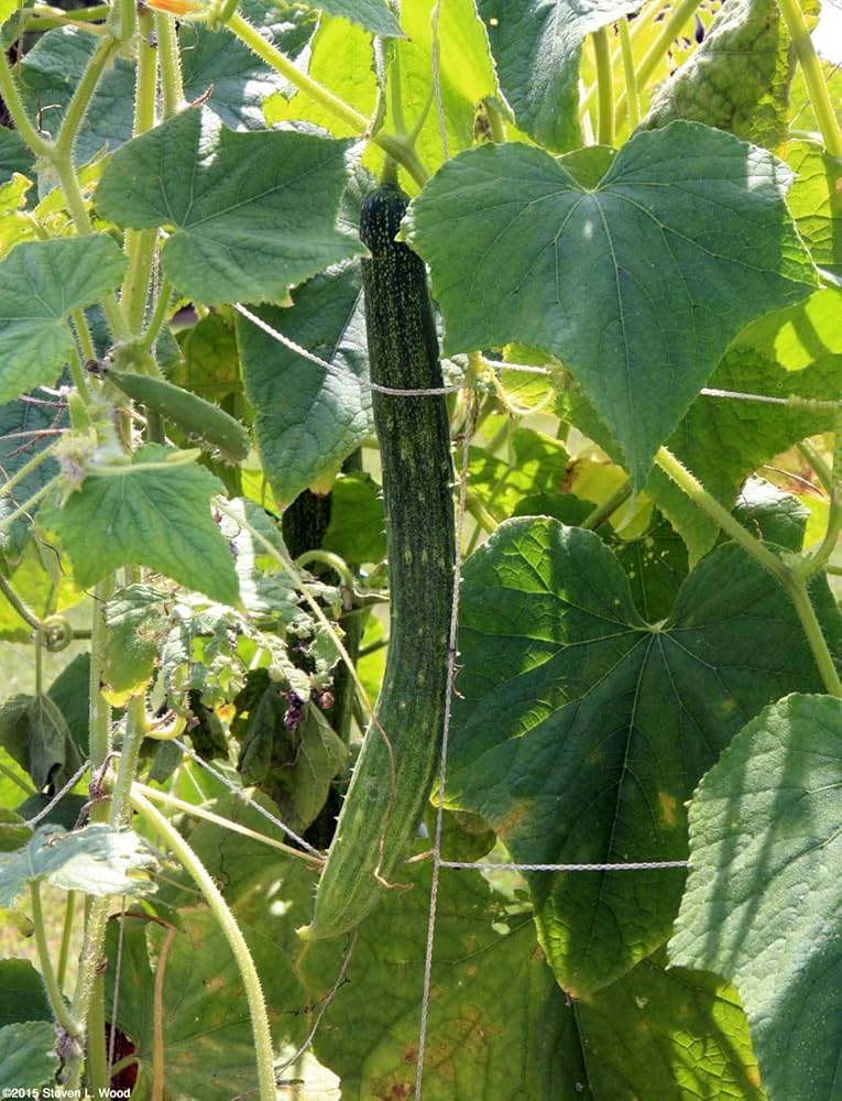 Long Crisp Pickling Cucumber Seeds for Planting - 100 pcs - Fruit Seeds