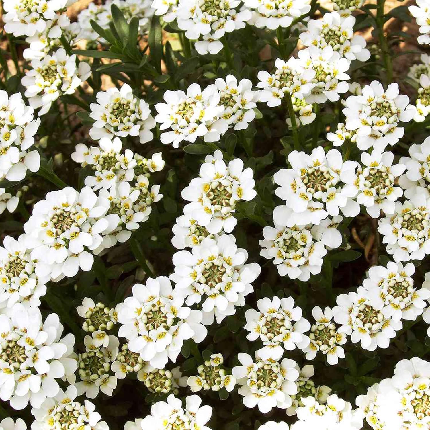 Candytuft Seeds Iberis Sempervirens - Low Growing Evergreen Perennial, Fragrant Ground Cover Border - 20 Pcs