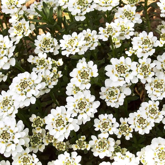 Candytuft Seeds – Iberis Sempervirens, Low-Growing Evergreen Perennial, Fragrant Ground Cover for Borders – 20Pcs Flower Seeds