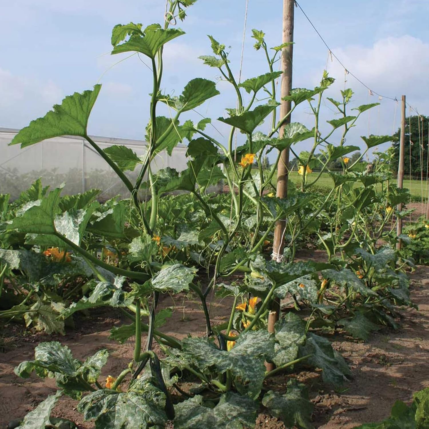 Climbing Zucchini Seeds | Climbing Courgette | Long Cylindrical | Used in Soups, Stews & Pasta Dishes | Garden Outdoor | 15Pcs Vegetable Seeds