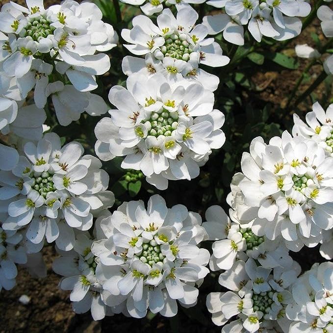 Candytuft Seeds – Iberis Sempervirens, Low-Growing Evergreen Perennial, Fragrant Ground Cover for Borders – 20Pcs Flower Seeds