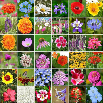 Buzzing Gardens: Premium Mix Wildflower Seeds - Delight Bees, Butterflies, and Hummingbirds! | Attracts Pollinators | Easy-to-Grow & Maintain | Create Your Vibrant Haven