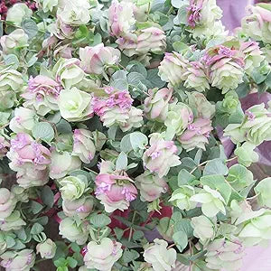 Ornamental Oregano Seeds for Gardens & Landscapes, Low-Maintenance Ground Cover & Pollinator Attractant – 50Pcs