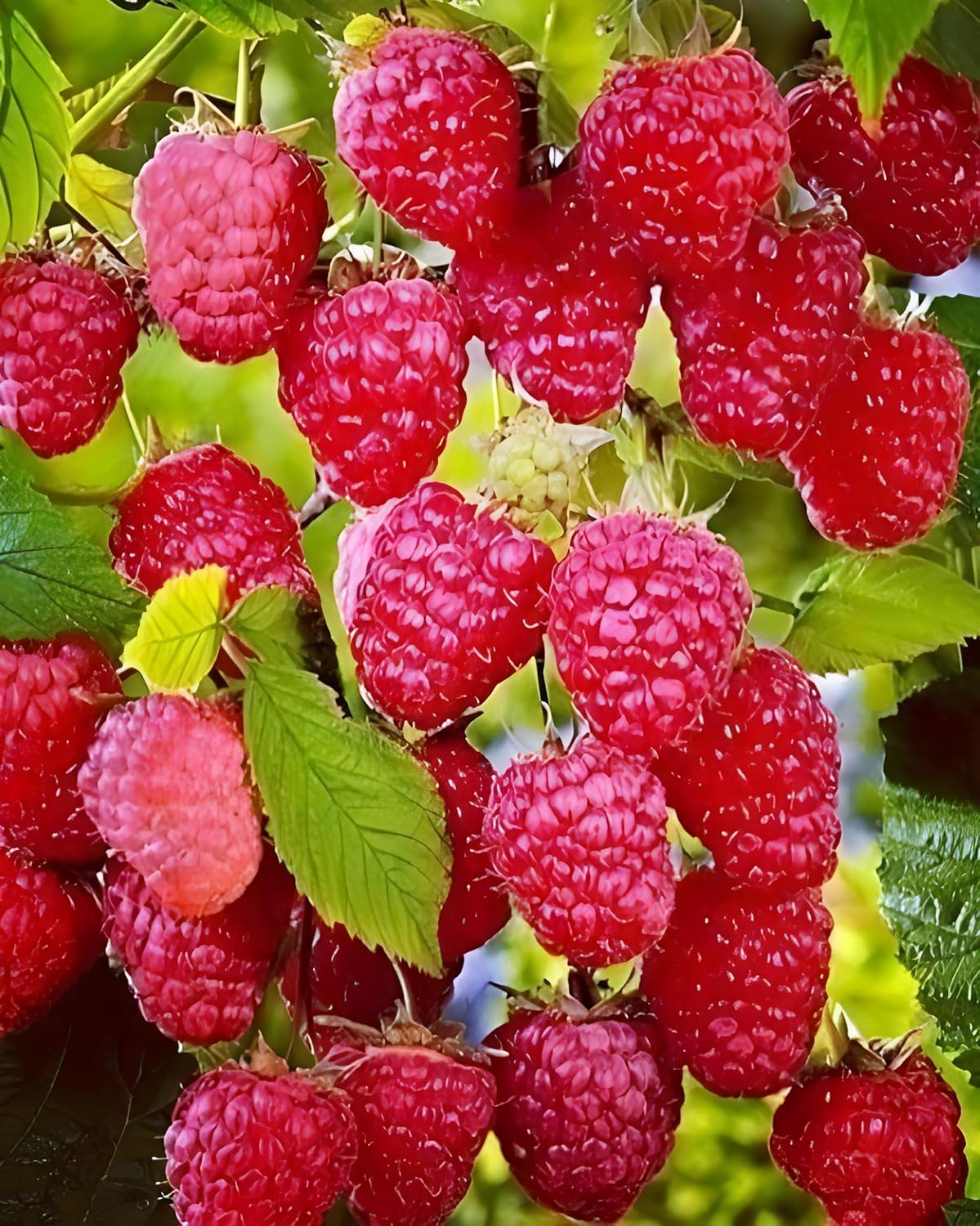 Rote Himbeersamen zum Anpflanzen | Obstsamen zum Anpflanzen