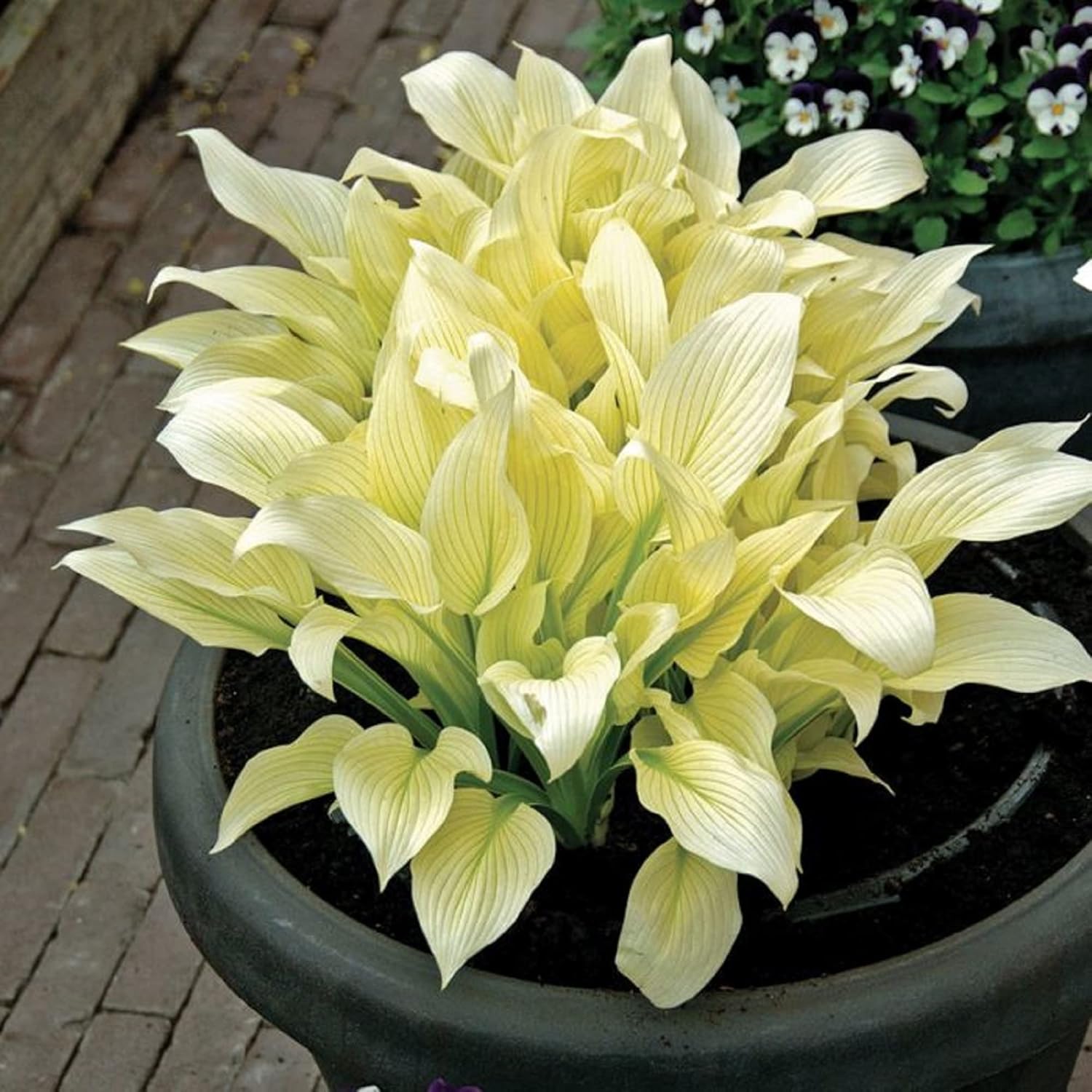 CHUXAY GARDEN 'White Feather' Hosta Plantaginea - Fragrant August Lily Seeds, Drought-Tolerant & Easy Care White Angel Plant for Beautiful Garden Blooms