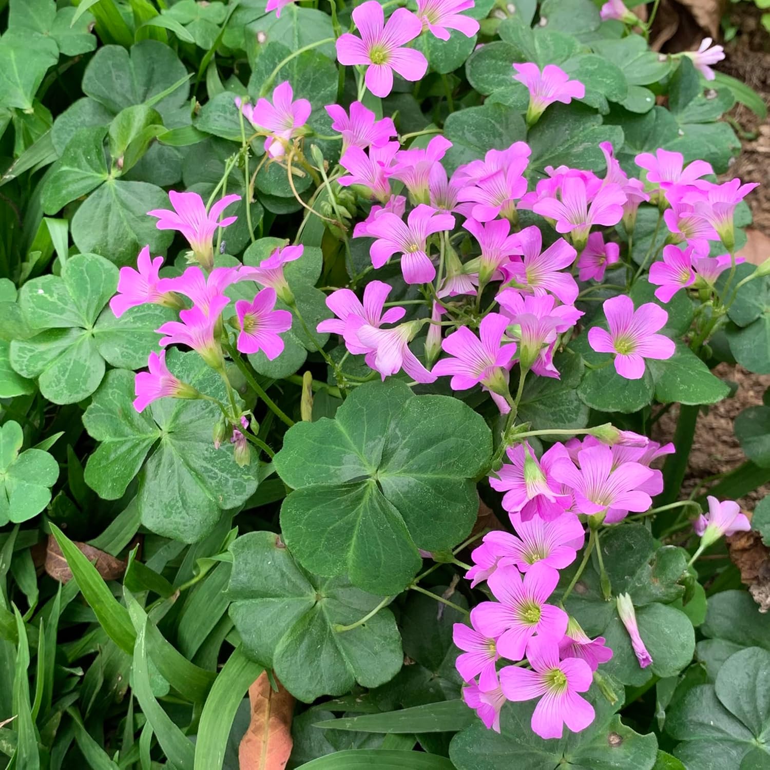 Pink Wood-Sorrel Seeds - Oxalis Debilis, Low-Growing Perennial Herbaceous Ornamental for Pollinator Gardens, Outdoor Flower Beds - 200 Pcs