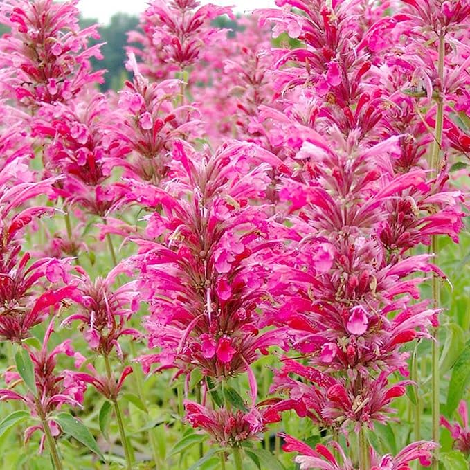 Hummingbird Mint Seeds - Agastache Heather Queen, Fragrant & Deer Resistant, Attracts Hummingbirds, Low Maintenance for Rock Garden & Border - 60 Pcs