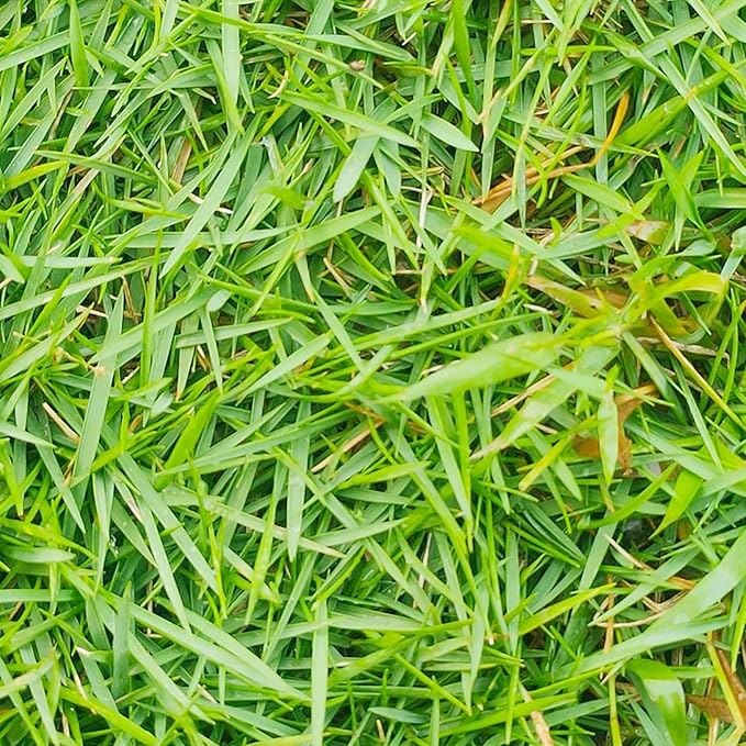 Zoysia-Grassamen für Rasen, Golfplätze und Landschaftsgestaltung – 1/8 Pfund