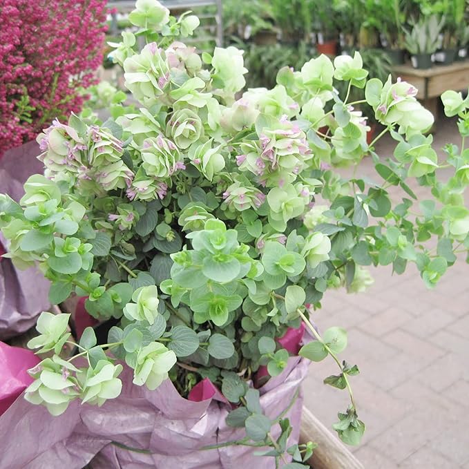 Ornamental Oregano Seeds for Gardens & Landscapes, Low-Maintenance Ground Cover & Pollinator Attractant – 50Pcs