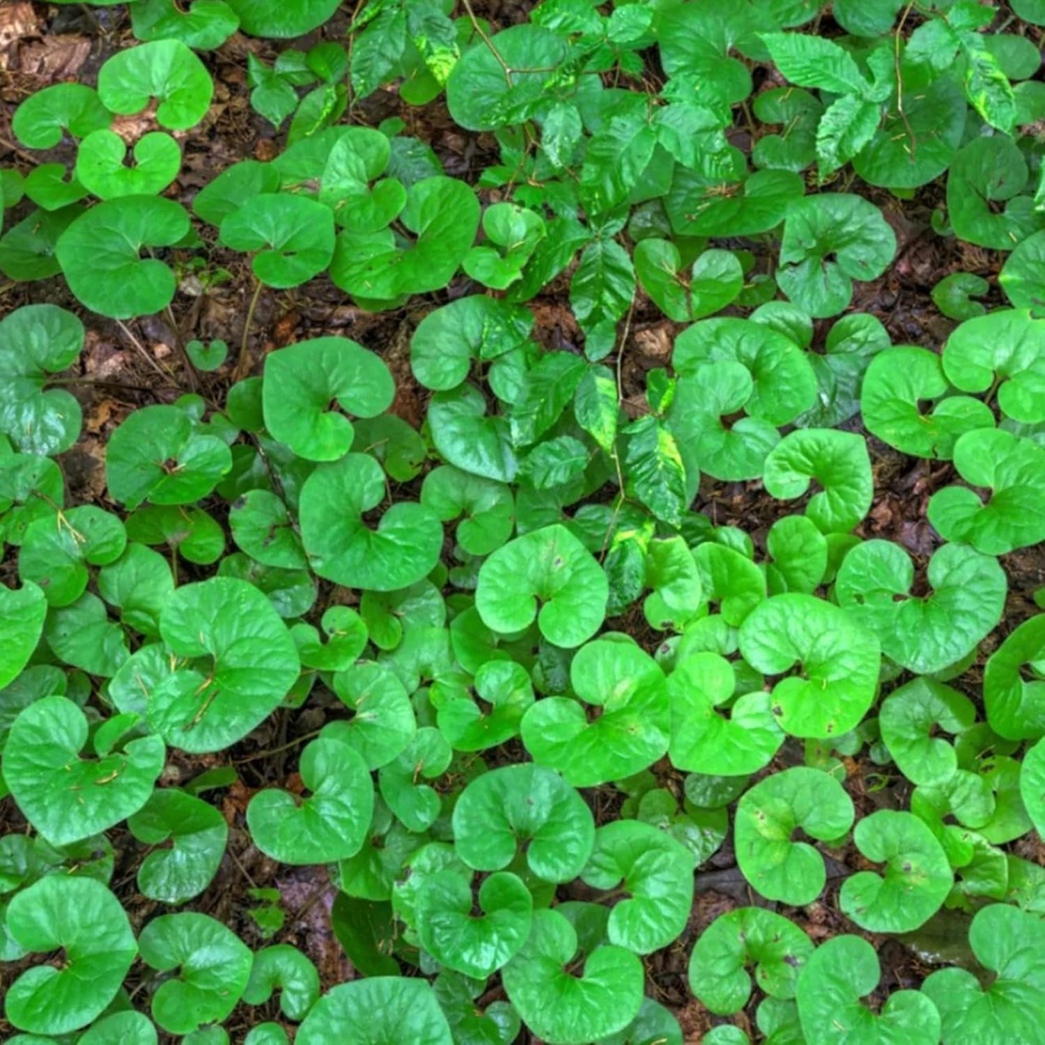 Graines de gingembre sauvage canadien | Asarum Canadense | Graines d'herbes vivaces au feuillage attrayant | Couvre-sol à croissance basse pour les jardins | Plantation en extérieur | 25 pièces