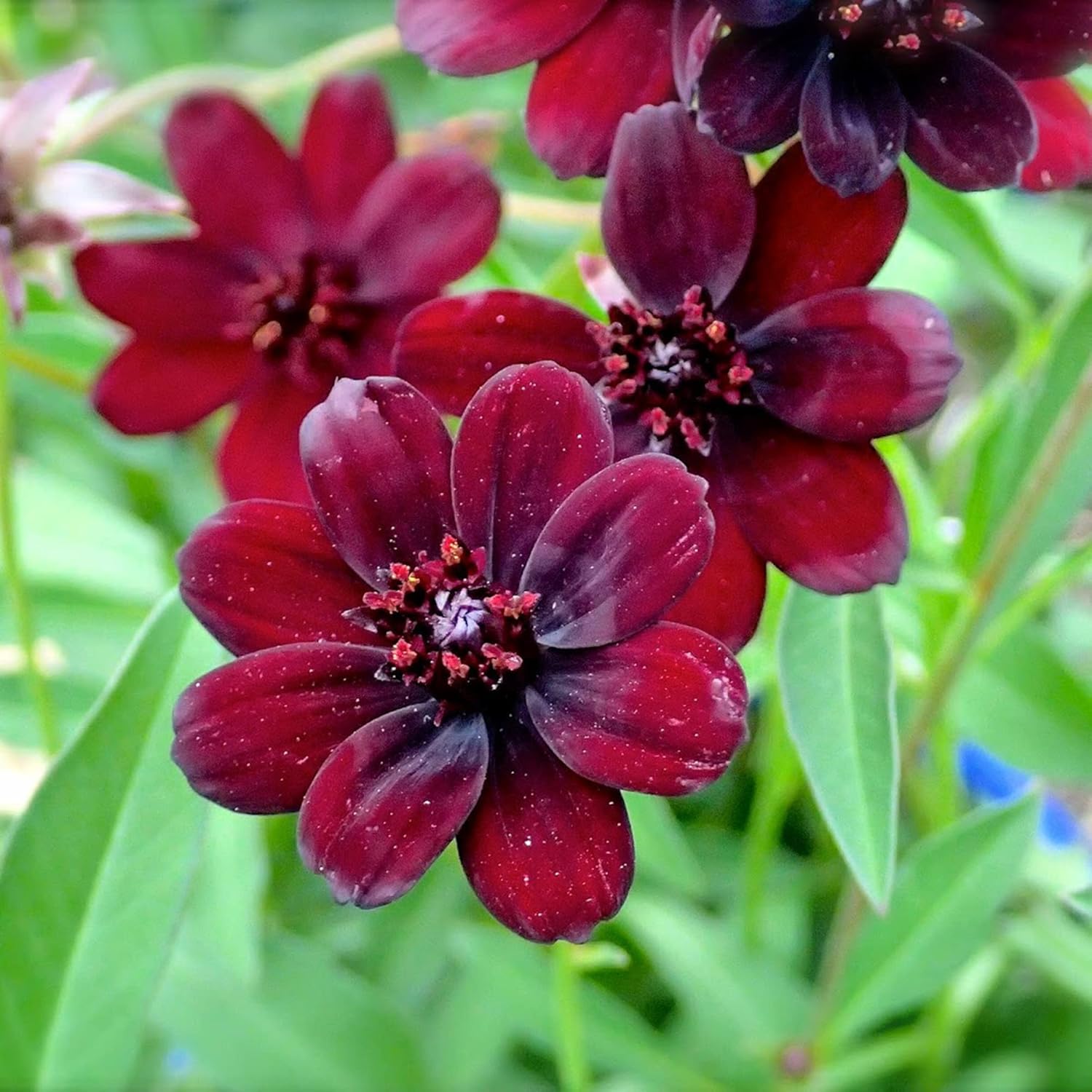 Chocolate Cosmos Seeds - Cosmos Atrosanguineus Perennial with Chocolate Fragrance, Butterfly Attracting Ornamental Flower for Gardens & Containers - 100Pcs