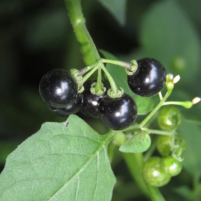 Graines de morelle noire - Solanum Nigrum Herbe comestible, peu d'entretien, annuelle/vivace pour terrasse et jardin