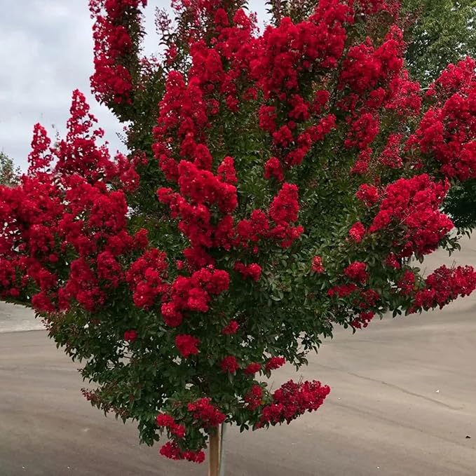 Red Crepe Myrtle Seeds - Lagerstroemia Indica Deciduous Flowering Tree or Shrub for Hedge & Screen - 35 Pcs