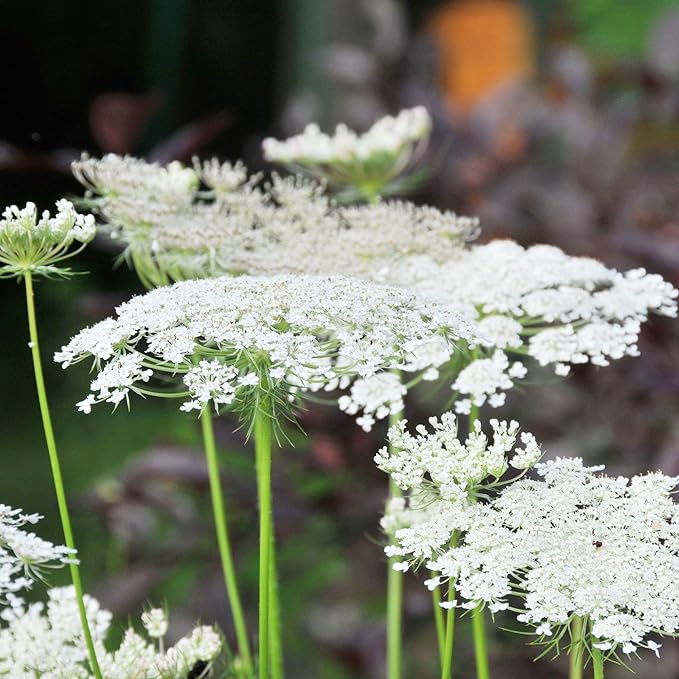 Queen Anne's Lace Seeds - Daucus Carota, Biennial, Pollinator-Friendly, Delicate Beauty with Unique Growth Pattern - 100 Pcs