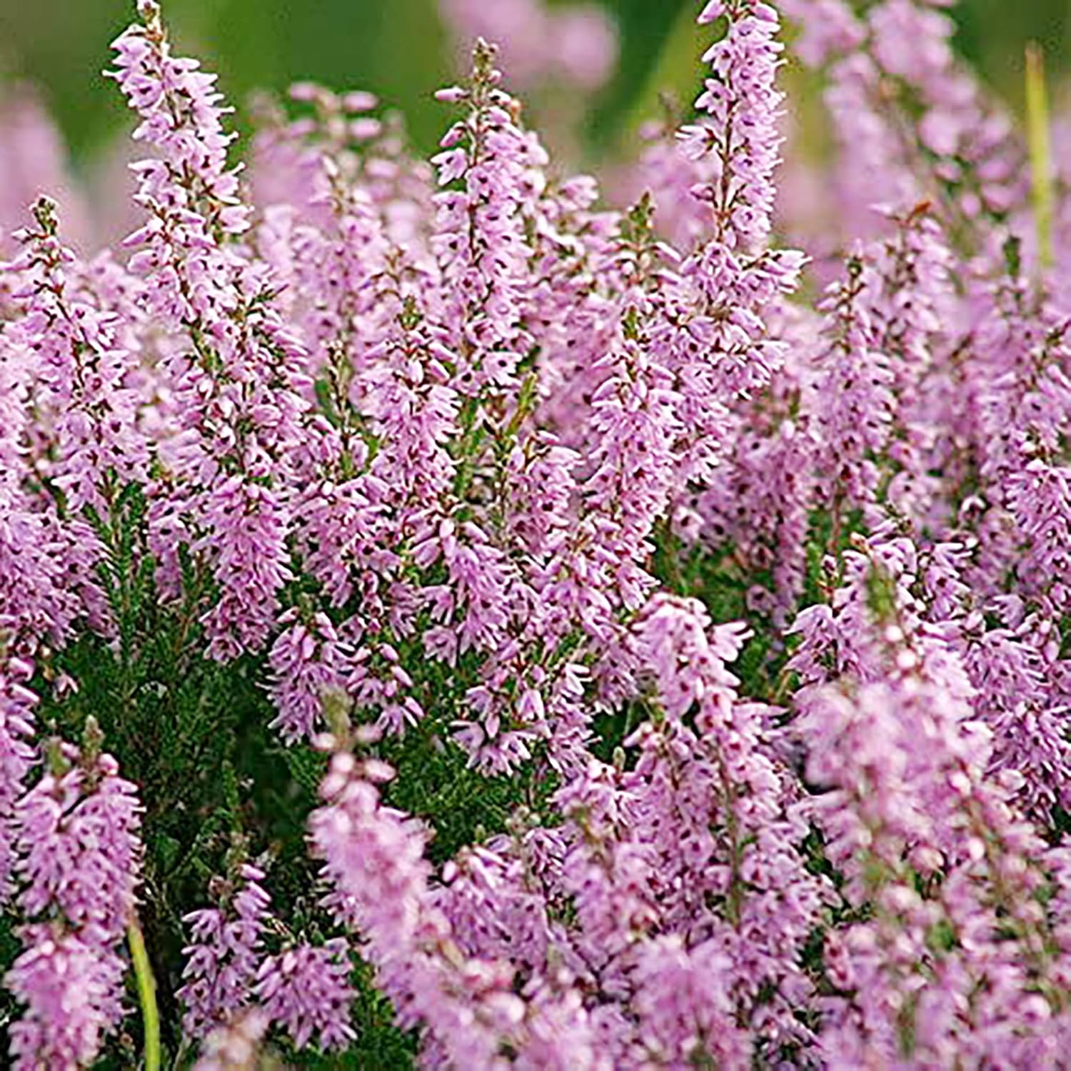 Scotch Heather Seeds Calluna Vulgaris Low-Growing Evergreen Shrub for Patios, Rock Gardens & Floral Arrangements - 100Pcs