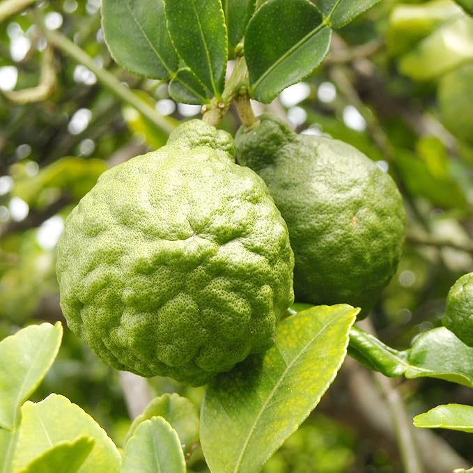 Bergamot Orange Seeds - Citrus Bergamia, Perennial Evergreen Edible & Ornamental Bonsai Outdoor Patio Fruit Tree Seeds | 10 Pieces