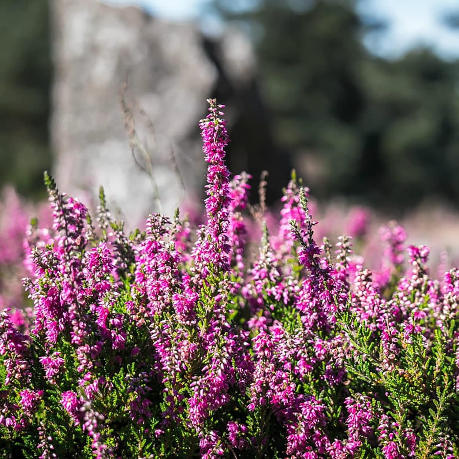 Scotch Heather Seeds Calluna Vulgaris Low-Growing Evergreen Shrub for Patios, Rock Gardens & Floral Arrangements - 100Pcs