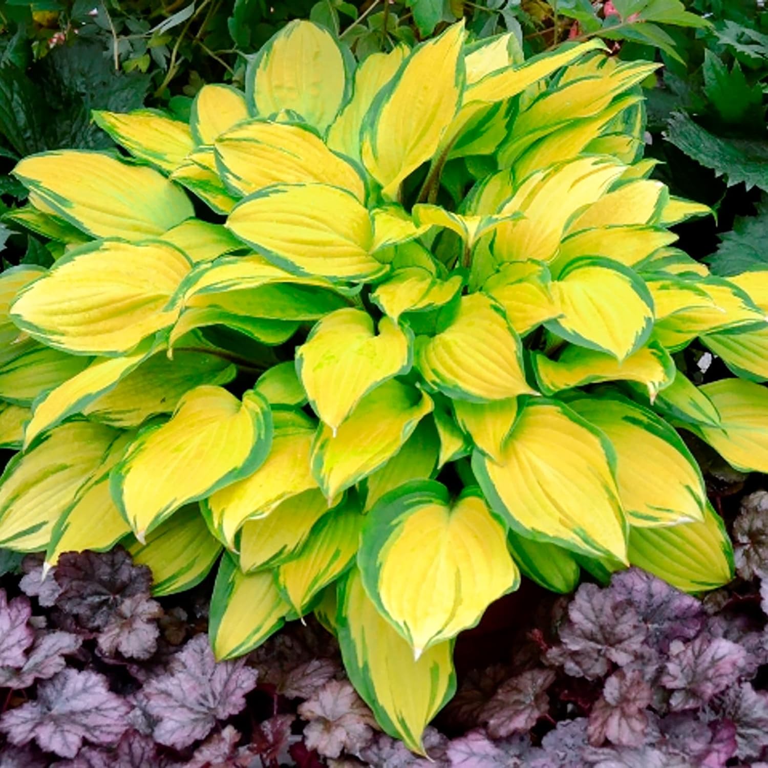 Mixed Color Hosta Seeds – Non-GMO, Easy-Care Perennial for Potted & Garden Plants