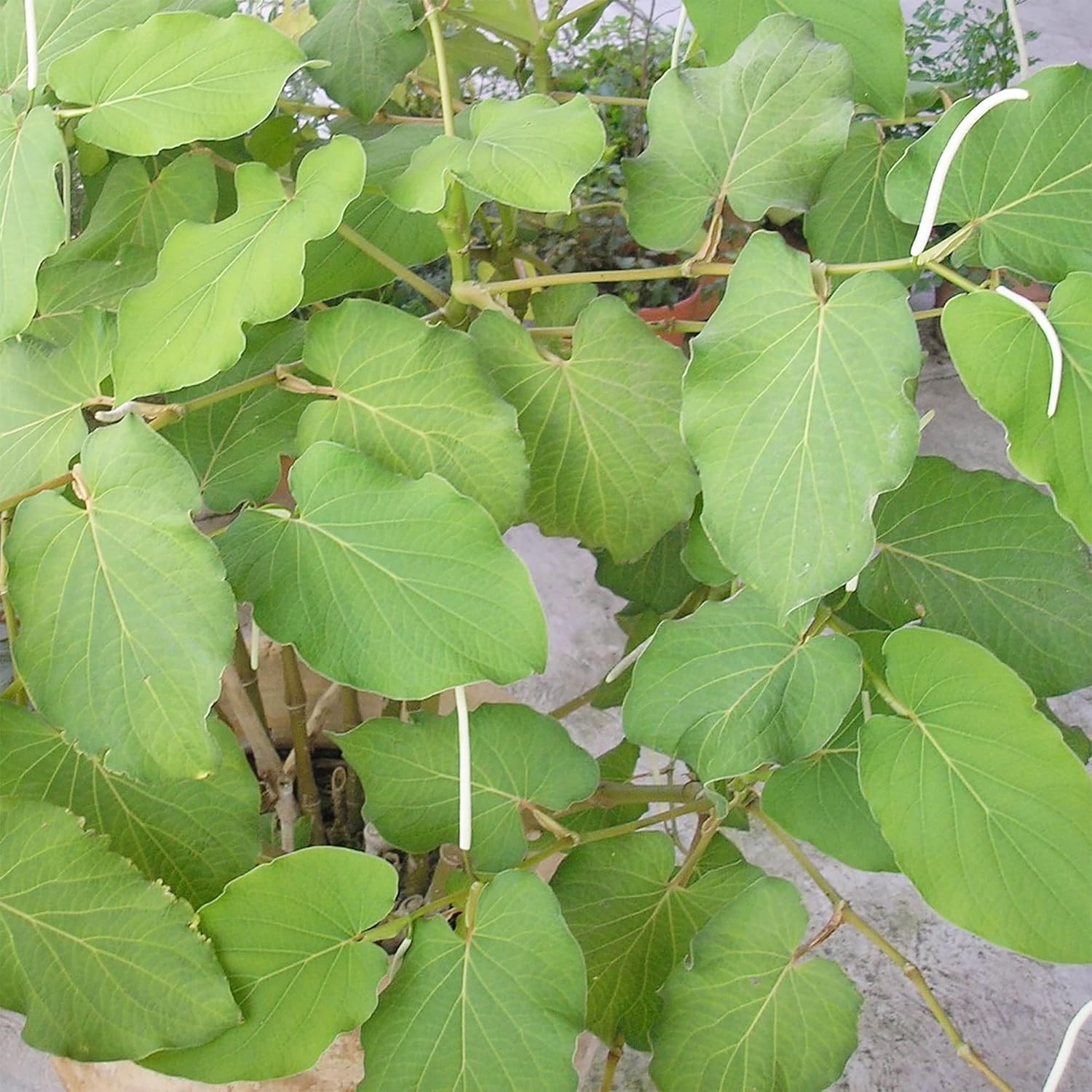 Piper Auritum Seeds Mexican Pepperleaf, Root Beer Plant - Tropical Climbing Perennial for Borders, Beds, Patio & Containers - 20 Pcs