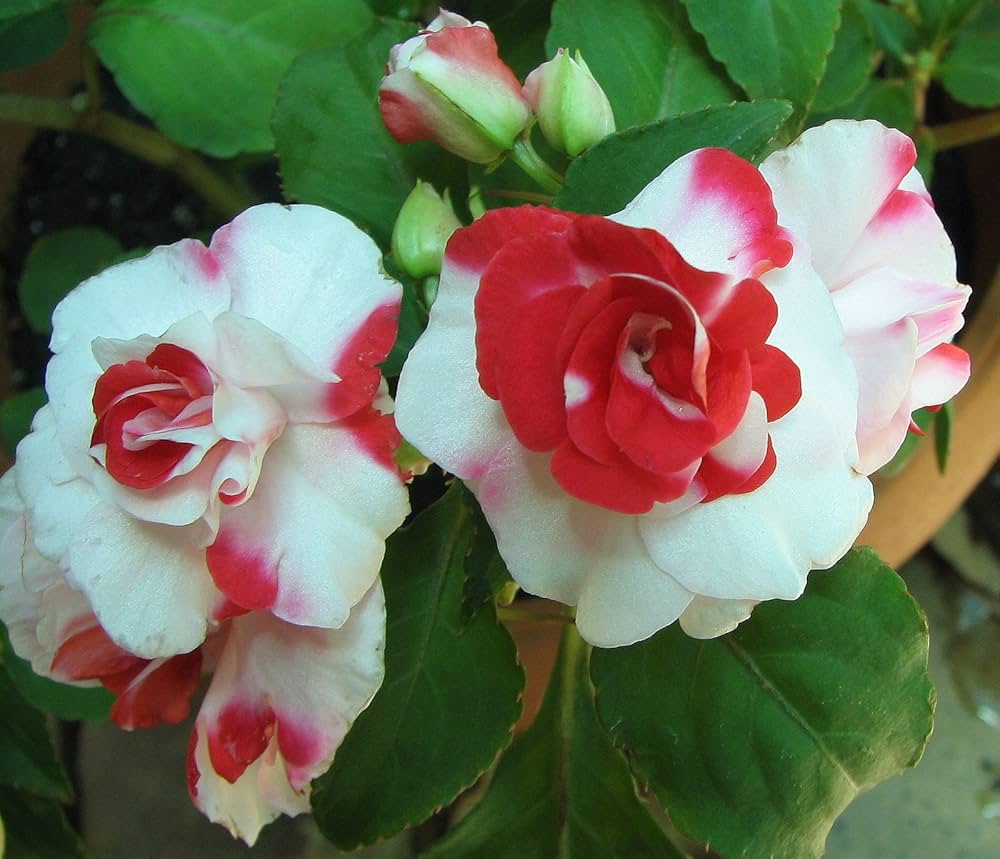 Double Camellia Impatiens Seeds for Planting - 100 pcs - Flower seeds