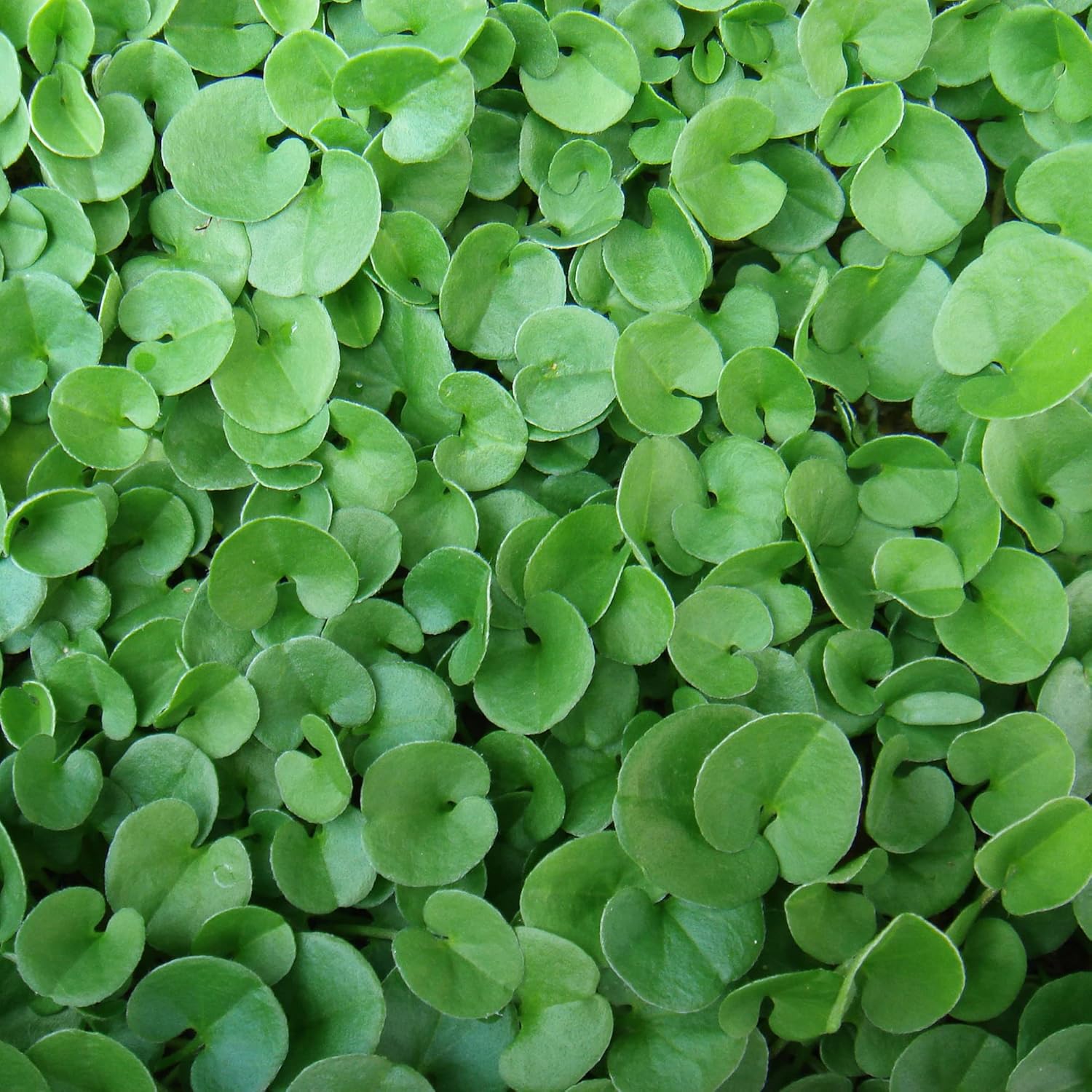 Graines de Dichondra Repens - Substitut de pelouse couvre-sol vivace - 100 graines d'herbes 