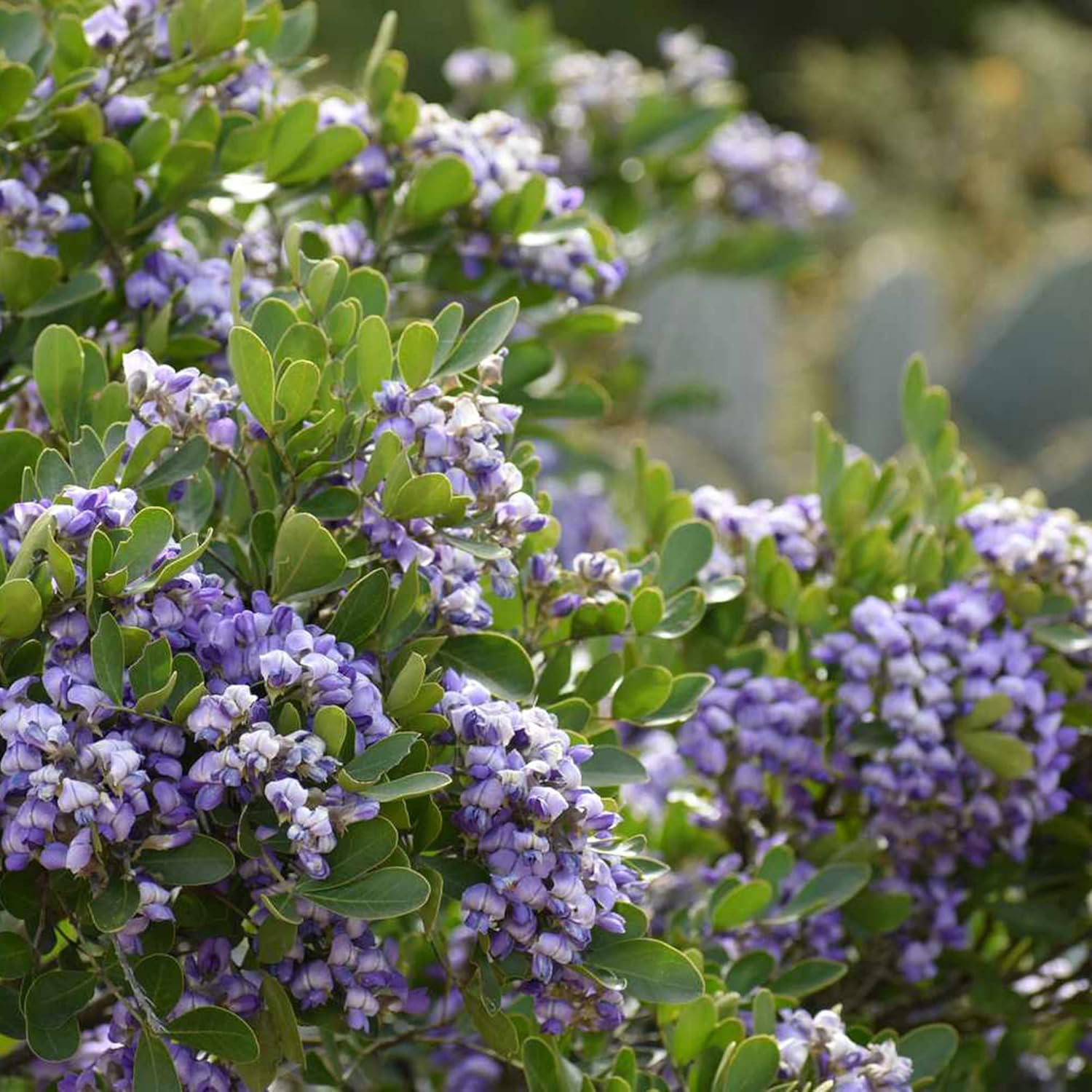 Texas Mountain Laurel Seeds for Planting | Sophora Secundiflora | Evergreen Tree with Fragrant Purple Flowers