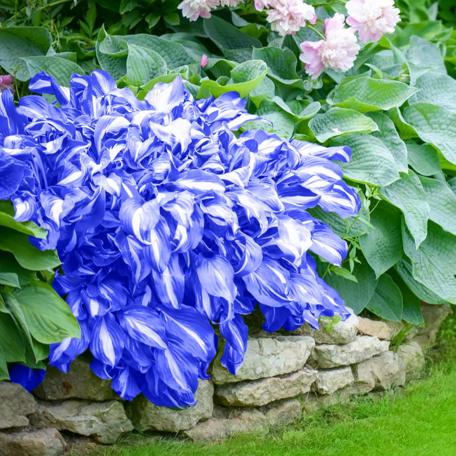 Blue Hosta Plants - Perennial Hosta Seeds for Outdoor Garden Shade, Easy to Grow & Plant