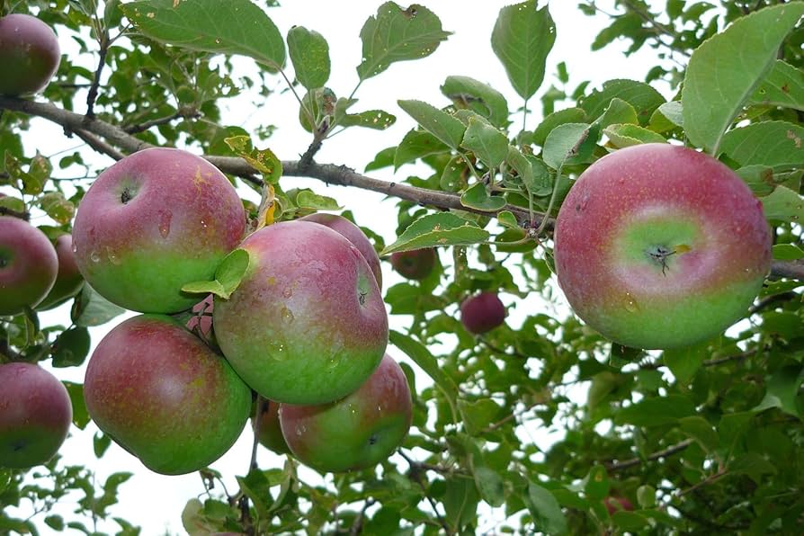 McIntosh Apple Seeds for Planting – Classic Sweet & Juicy Apple Trees